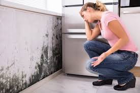 Norwalk, CT Mold Inspection Company